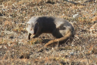 Indian Grey Mongoose